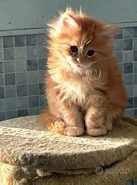 Maine coon