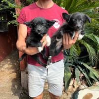 Cuccioli di Border Collie X Volpino