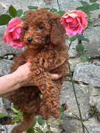 Adorabili cuccioli barboncino nano pedigree Enci