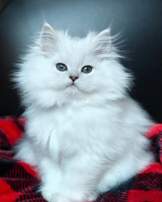 Gatti Persiani Chinchillà