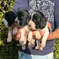 Cuccioli Springer Spaniel