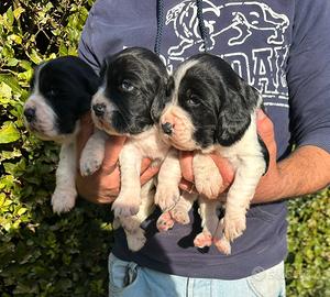 Cuccioli Springer Spaniel