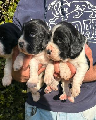 Cuccioli Springer Spaniel