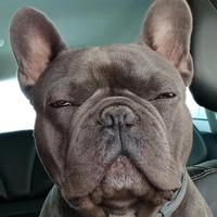 Bulldog francese blu per monte