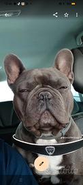 Bulldog francese blu per monte
