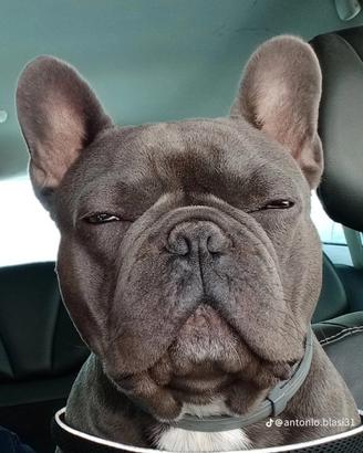 Bulldog francese blu per monte