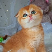 Gattini Scottish Fold e Straight