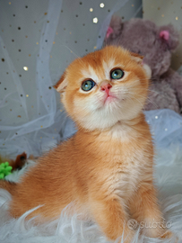 Gattini Scottish Fold e Straight