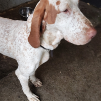 Bracco italiana adulta