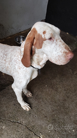 Bracco italiana adulta