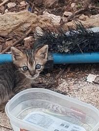 Disponibili gattini di circa 40 giorni