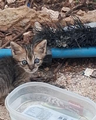 Disponibili gattini di circa 40 giorni