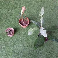 Piante di nespolo giapponese 