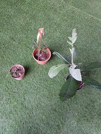 Piante di nespolo giapponese 