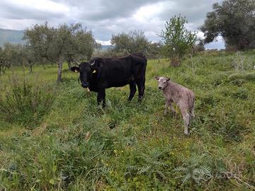 Cinesara con vitella