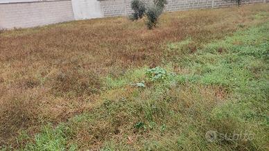 Terreno edificabile di circa 600 mq a Caprarica