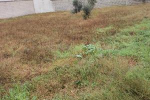 Terreno edificabile di circa 600 mq a Caprarica