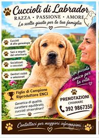 Labrador