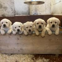 Cuccioli Labrador beige