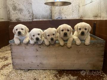 Cuccioli Labrador beige