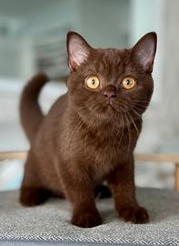 British Shorthair Chocolate