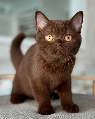 British Shorthair Chocolate