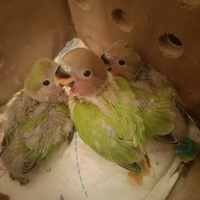 Inseparabili pullo allevato a mano