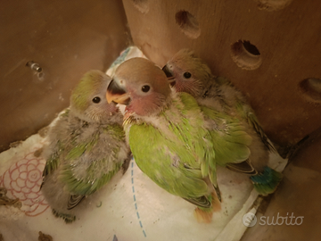 Inseparabili pullo allevato a mano