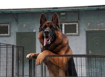 Cuccioli pastore tedesco selezionati
