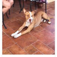 Pitbul in adozione