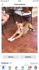 Pitbul in adozione