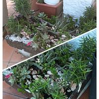 Composizioni di piante succolenti, - piante grasse