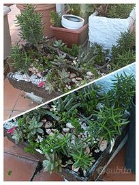 Composizioni di piante succolenti, - piante grasse