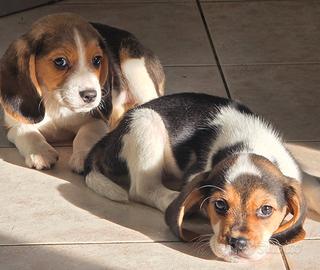 Cuccioli di beagle con pedigree enci