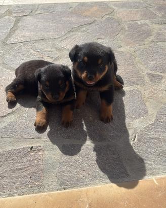 Cuccioli di Rottweiler