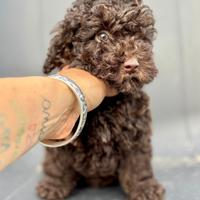 Barboncino toy cioccolato pedigree