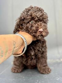 Barboncino toy cioccolato pedigree