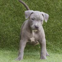 American pitbull terrier