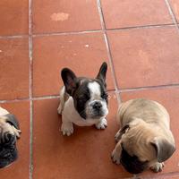 Bulldog francese