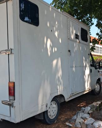van trasporto  cavalli  fiat ducato 