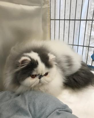 Gatto persiano