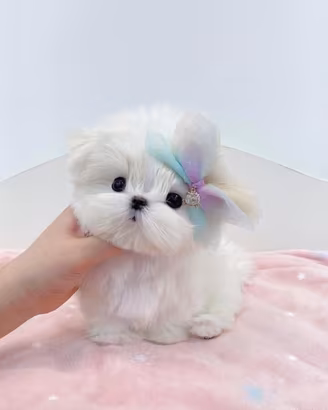 Maltese toy