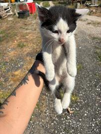 4 splendidi gattini bianco-neri nati a maggio