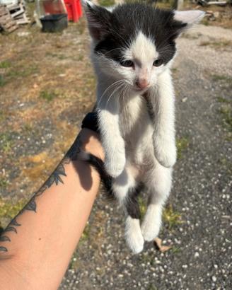 4 splendidi gattini bianco-neri nati a maggio