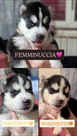 Cuccioli di Husky