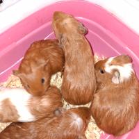 Cuccioli di cavia