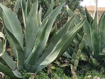 Agave alta 2 metri