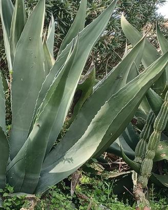 Agave alta 2 metri