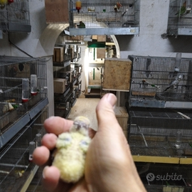 Inseparabili roseicollis