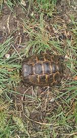 Tartaruga di terra testudo graeca